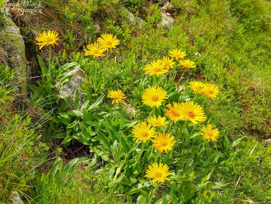 Spectacular-Ache-Away-A-Blend-of-Healing-Herbs SageWork Organics