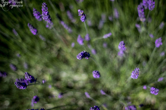 Natural-Immune-System-Boosters SageWork Organics