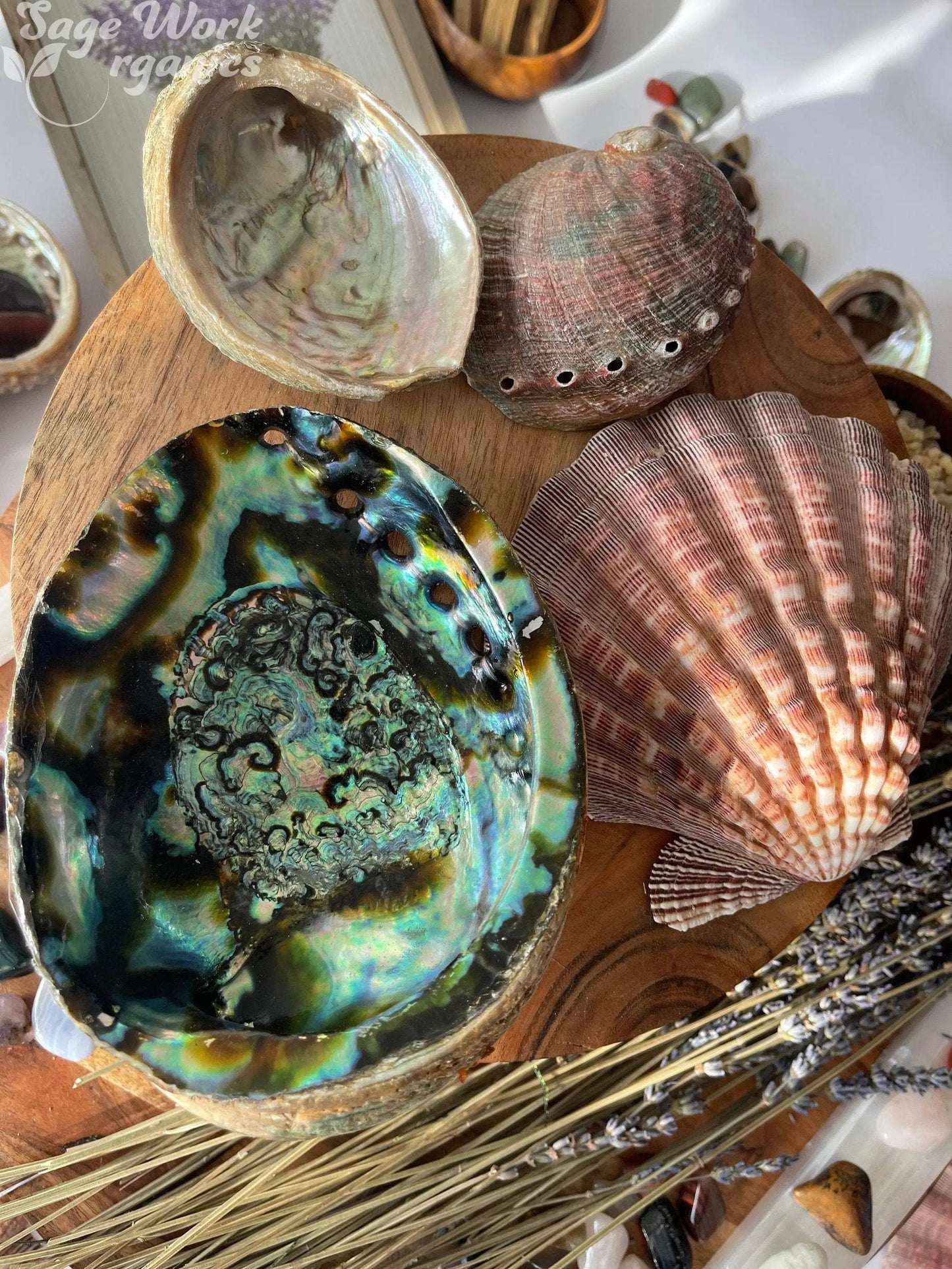 3-7 IN  Green Abalone Sea Shell - Incense burner, smudge holder CaNatureLover